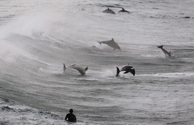 Blessé dans une collision avec un dauphin! Blessé dans une collision avec un dauphin!