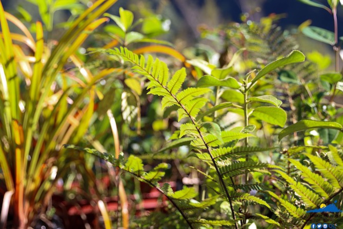 Fete de la Nature - 18 mai Fete de la Nature - 18 mai