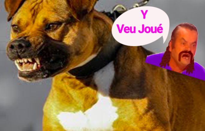 Il égorge un chien de défense pour sauver des jeunes femmes Il égorge un chien de défense pour sauver des jeunes femmes