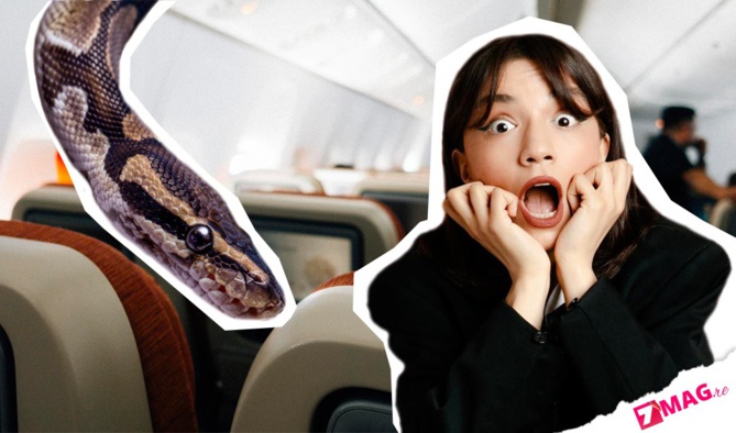 Horreur à bord: une tête de serpent dans son plateau repas Horreur à bord: une tête de serpent dans son plateau repas