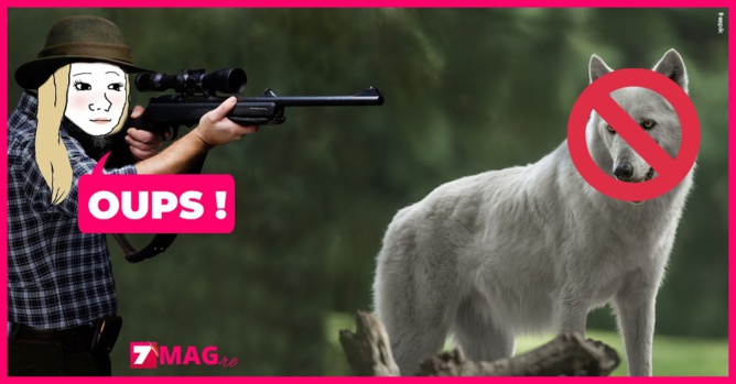 Une chasseuse tue et dépèce un husky après l'avoir pris pour un loup Une chasseuse tue et dépèce un husky après l'avoir pris pour un loup