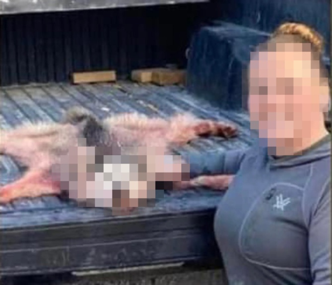 Une chasseuse tue et dépèce un husky après l'avoir pris pour un loup Une chasseuse tue et dépèce un husky après l'avoir pris pour un loup