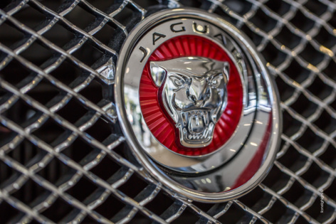 Jaguar à la Réunion Jaguar à la Réunion