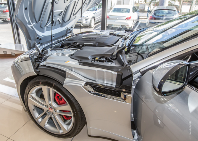 Jaguar à la Réunion Jaguar à la Réunion