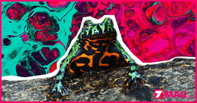 Crédit image Freepik, montage original 7mag.re Crédit image Freepik, montage original 7mag.re