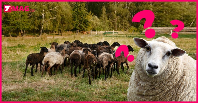 Phénomène mystérieux : un troupeau de moutons tourne en rond depuis 20 jours Phénomène mystérieux : un troupeau de moutons tourne en rond depuis 20 jours
