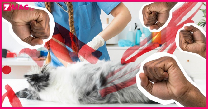 25 personnes torturent à mort une chienne qui attendait des petits 25 personnes torturent à mort une chienne qui attendait des petits