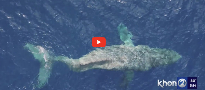 Le dernier voyage d’une baleine avec la colonne vertébrale brisée Le dernier voyage d’une baleine avec la colonne vertébrale brisée