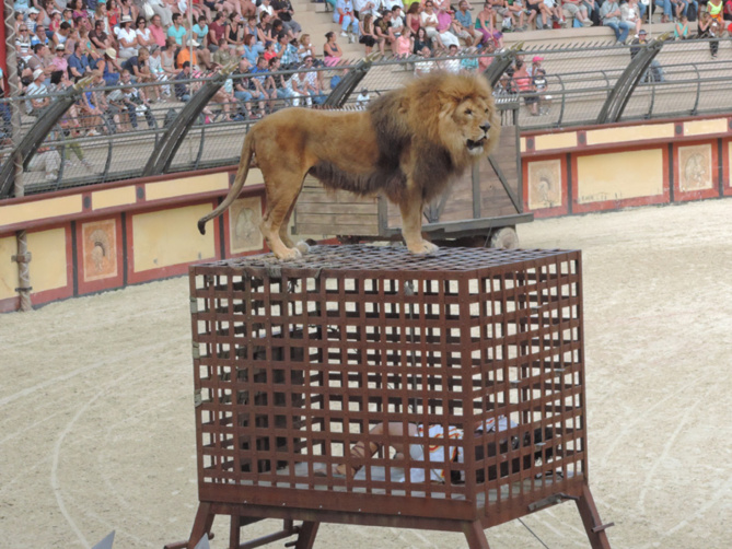 Il y a même un lion... Il y a même un lion...