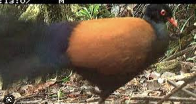 Capture Twitter Capture Twitter