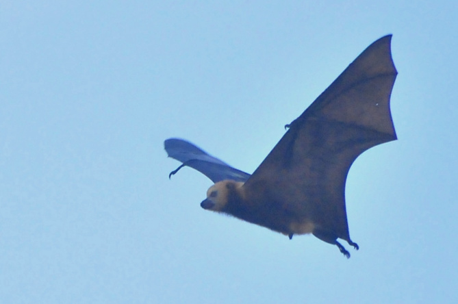 Un frère et une soeur perdent la vie après une morsure de chauve-souris Un frère et une soeur perdent la vie après une morsure de chauve-souris