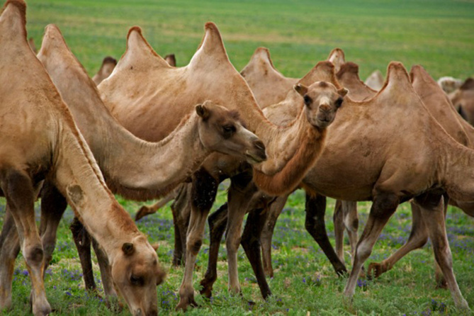 Zone Australe sur Antenne Réunion. <br>Mongolie: vivre comme les Nomades Zone Australe sur Antenne Réunion. <br>Mongolie: vivre comme les Nomades