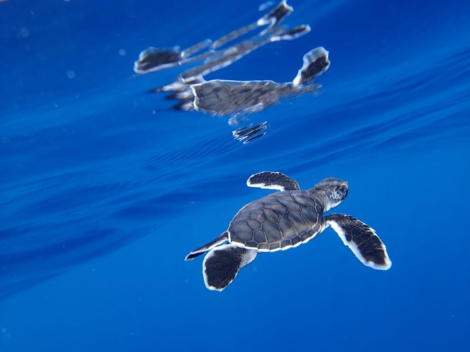 Réhabilitations des sites de ponte des tortues marines Réhabilitations des sites de ponte des tortues marines