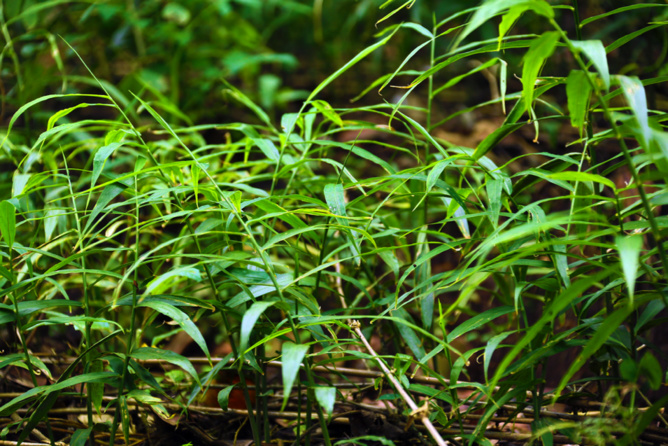 Zone Australe sur Antenne Réunion <br>Inde du Sud: Région du Kerala