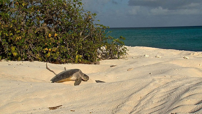Zone Australe sur Antenne Réunion <br>Europa: 40 Ans d’Aventure Scientifique Zone Australe sur Antenne Réunion <br>Europa: 40 Ans d’Aventure Scientifique
