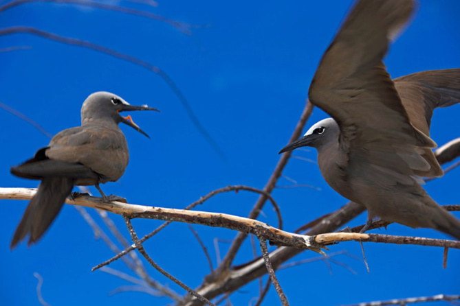 Zone Australe sur Antenne Réunion <br>Europa: 40 Ans d’Aventure Scientifique Zone Australe sur Antenne Réunion <br>Europa: 40 Ans d’Aventure Scientifique