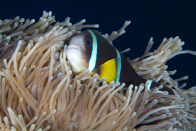 Zone Australe sur Antenne Réunion <br>Europa: 40 Ans d’Aventure Scientifique Zone Australe sur Antenne Réunion <br>Europa: 40 Ans d’Aventure Scientifique