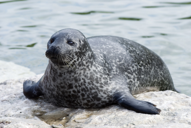 Un phoque perdu à 30 kms de la plage...