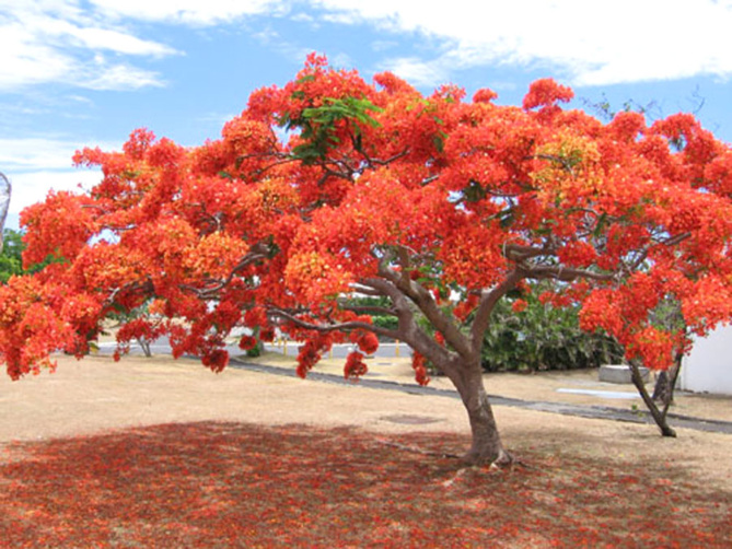 Joyeux Noël à tous... Joyeux Noël à tous...