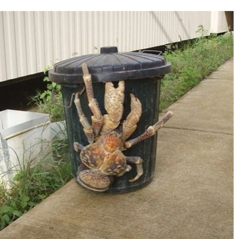 Un crabe de 2 kilos en balade