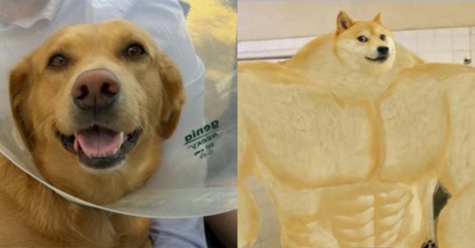 Marley, le labrador héroïque, sauve une fillette de l'attaque d'un pitbull dans l'Essonne Marley, le labrador héroïque, sauve une fillette de l'attaque d'un pitbull dans l'Essonne