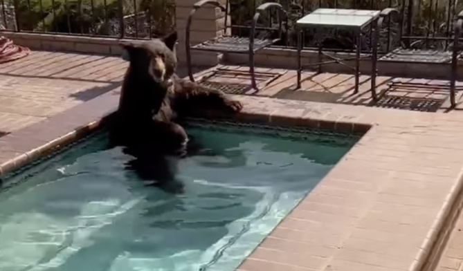 Pour échapper à la canicule, un ours trouve refuge dans un jacuzzi Pour échapper à la canicule, un ours trouve refuge dans un jacuzzi