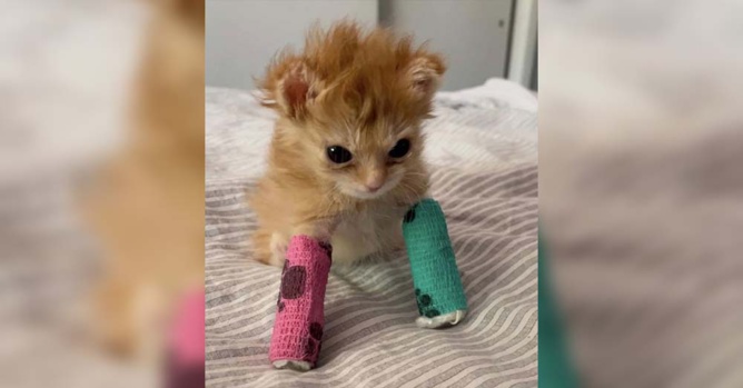 Tater Tot sur Twitter Tater Tot sur Twitter