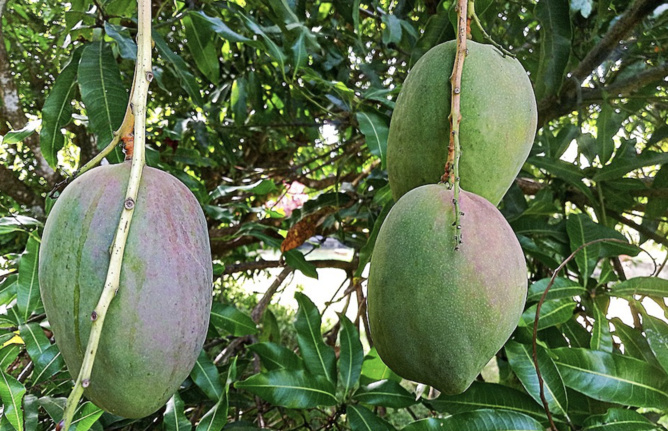 La mangue, reine des fruits tropicaux aux innombrables bienfaits