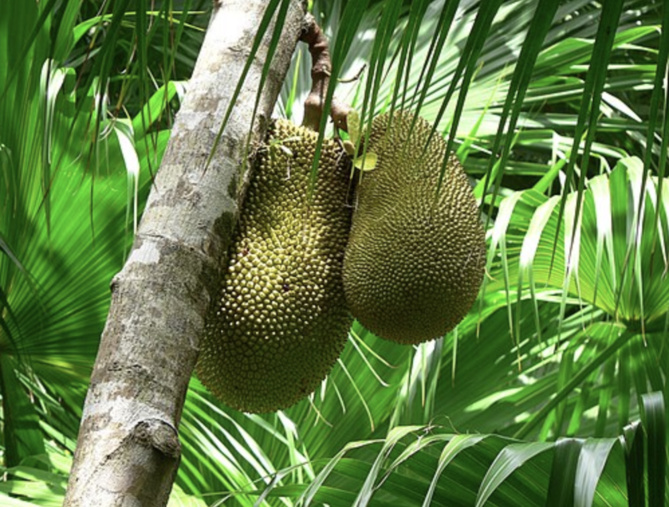 Le Jacque, un délice méconnu de La Réunion Le Jacque, un délice méconnu de La Réunion