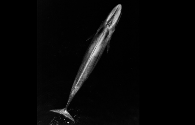 La plus grande baleine du monde échouée au Chili La plus grande baleine du monde échouée au Chili