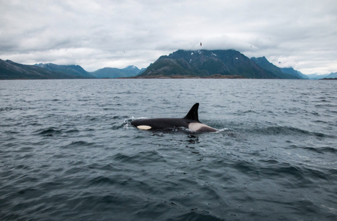 Des mesures pour contrer les attaques d'orques sur les bateaux Des mesures pour contrer les attaques d'orques sur les bateaux
