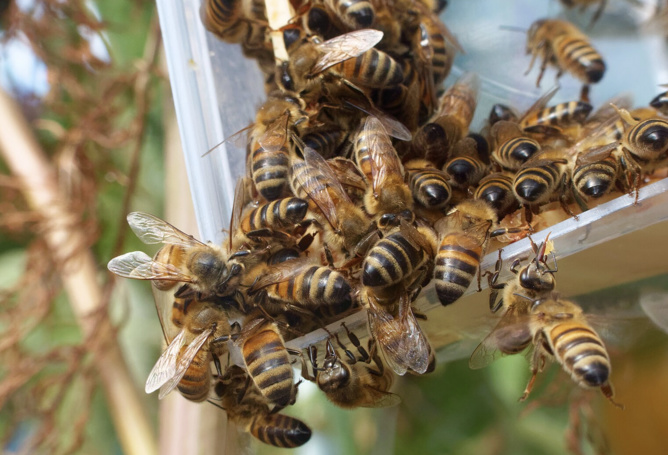 Photo d'illlustration Photo d'illlustration