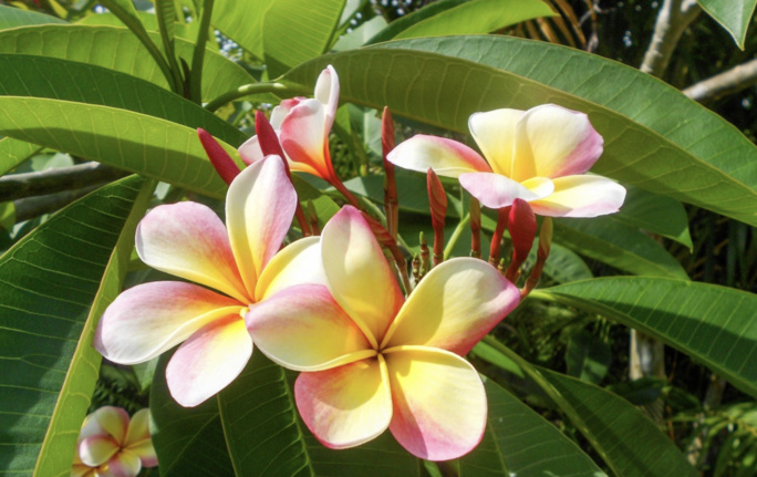 Horoscope de la semaine du 11 au 17 septembre Horoscope de la semaine du 11 au 17 septembre