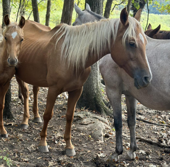 Capture Facebook Colbert County Animal Shelter Capture Facebook Colbert County Animal Shelter