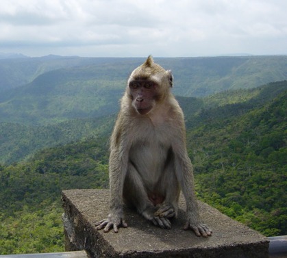 Maurice : 8.892 singes exportés pour la recherche biomédicale en 2014