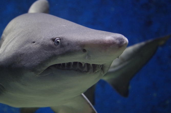 Qui a pu dévorer un grand requin blanc? Qui a pu dévorer un grand requin blanc?
