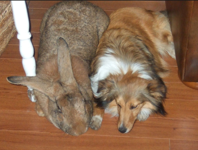 Le lapin mieux en photo qu'en pension! Le lapin mieux en photo qu'en pension!