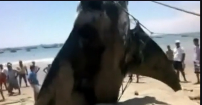 Monstre marin: Une raie de plus de 8 mètres