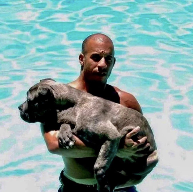 Vin Diesel accusé d'agression sexuelle Vin Diesel accusé d'agression sexuelle