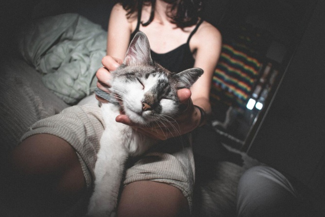 Incroyable: 6 ans après sa disparition, elle retrouve son chat Incroyable: 6 ans après sa disparition, elle retrouve son chat