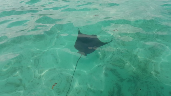 Les raies sont-elles dangereuses pour les baigneurs? Les raies sont-elles dangereuses pour les baigneurs?