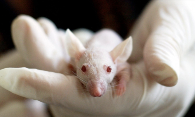 Un laboratoire chinois crée une souche mutante de la COVID-19 ultra tueuse Un laboratoire chinois crée une souche mutante de la COVID-19 ultra tueuse