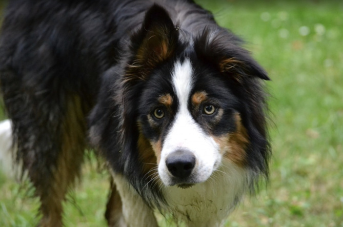 Les Français fidèles à leurs chiens préférés Les Français fidèles à leurs chiens préférés