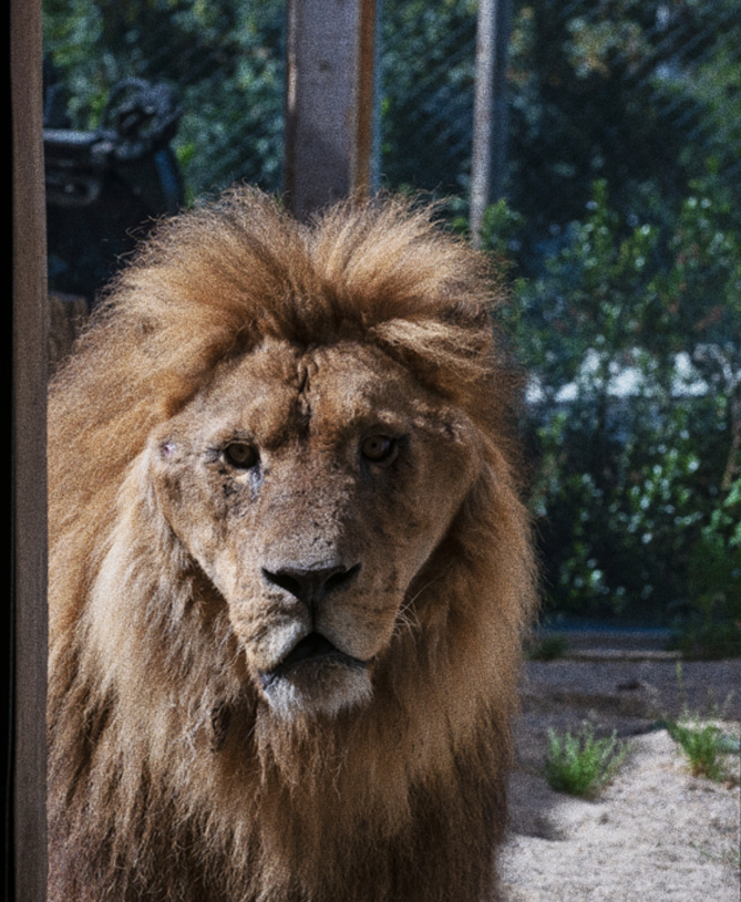 Horreur sous le chapiteau : des lions mutilés et maltraités