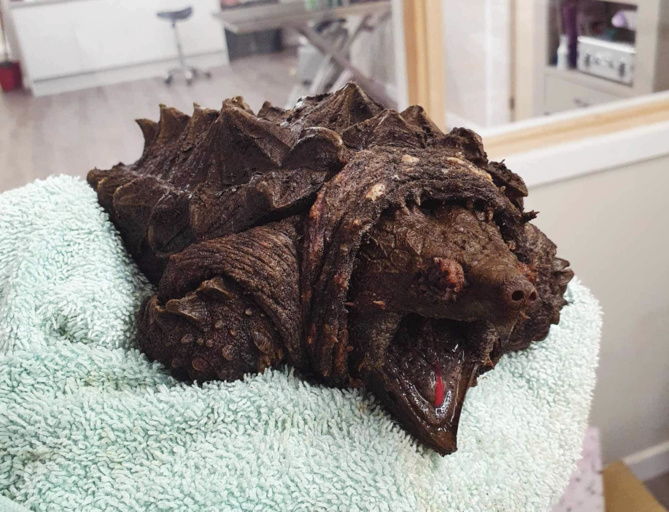 Capture Facebook Wild Side Vets Capture Facebook Wild Side Vets