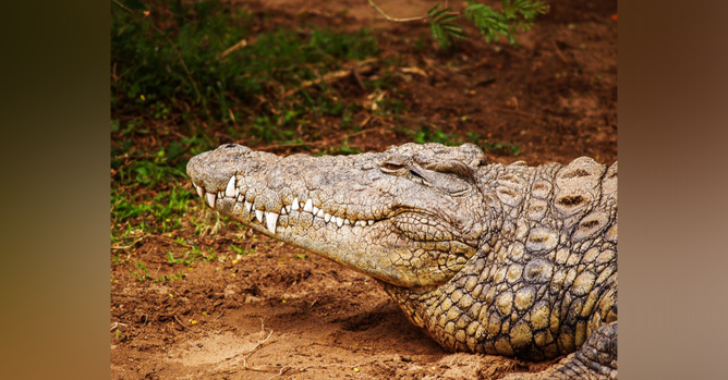 Image d'illustration Pexels Image d'illustration Pexels