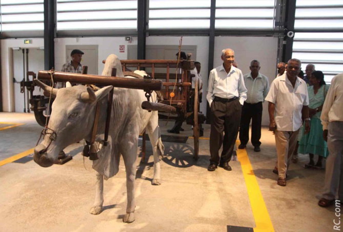 Un plongeon dans l'histoire de la canne à sucre à la Réunion.