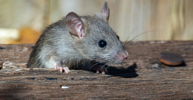 Image d'illustration Pexels Image d'illustration Pexels