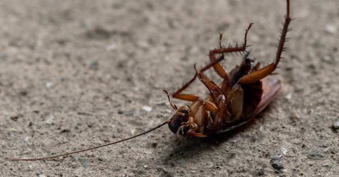 Image d'illustration Pexels Image d'illustration Pexels