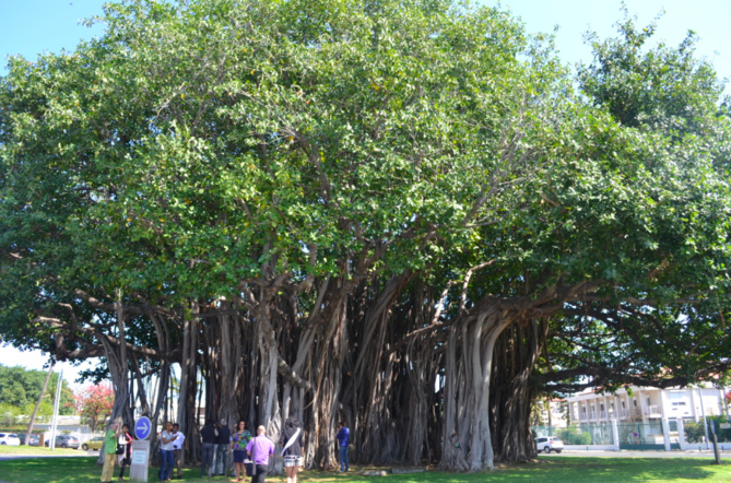 Le banian se trouve sur le rond-point de La Glacière au Port Le banian se trouve sur le rond-point de La Glacière au Port